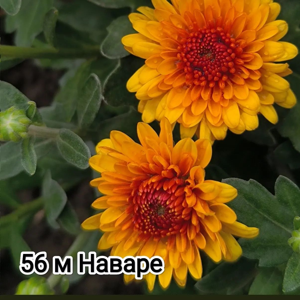 mylti_flora в LOOKY. #хризантема,#мультифлора,#цветыосени,#осень. Хризантема мультифло...