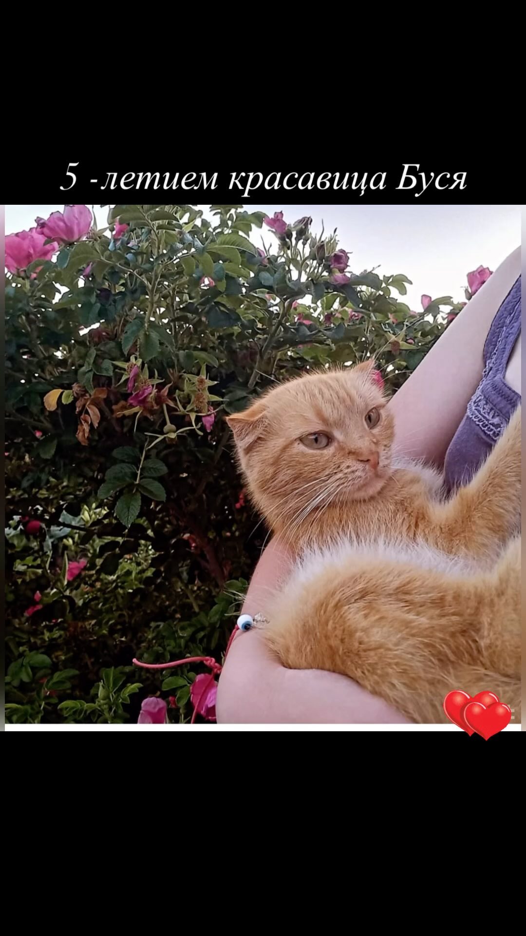 guess.mainecoon в LOOKY. . null