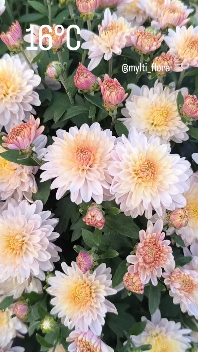 mylti_flora в LOOKY. #хризантемамультифлора,#осень,#цветыосени,#мультифлора,#хризантема. #хризантемамультифло...