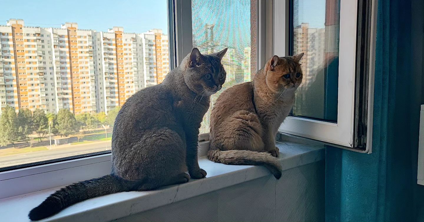 mister_rokky в LOOKY. #мистеррокки. Привет Котаны и Коше...