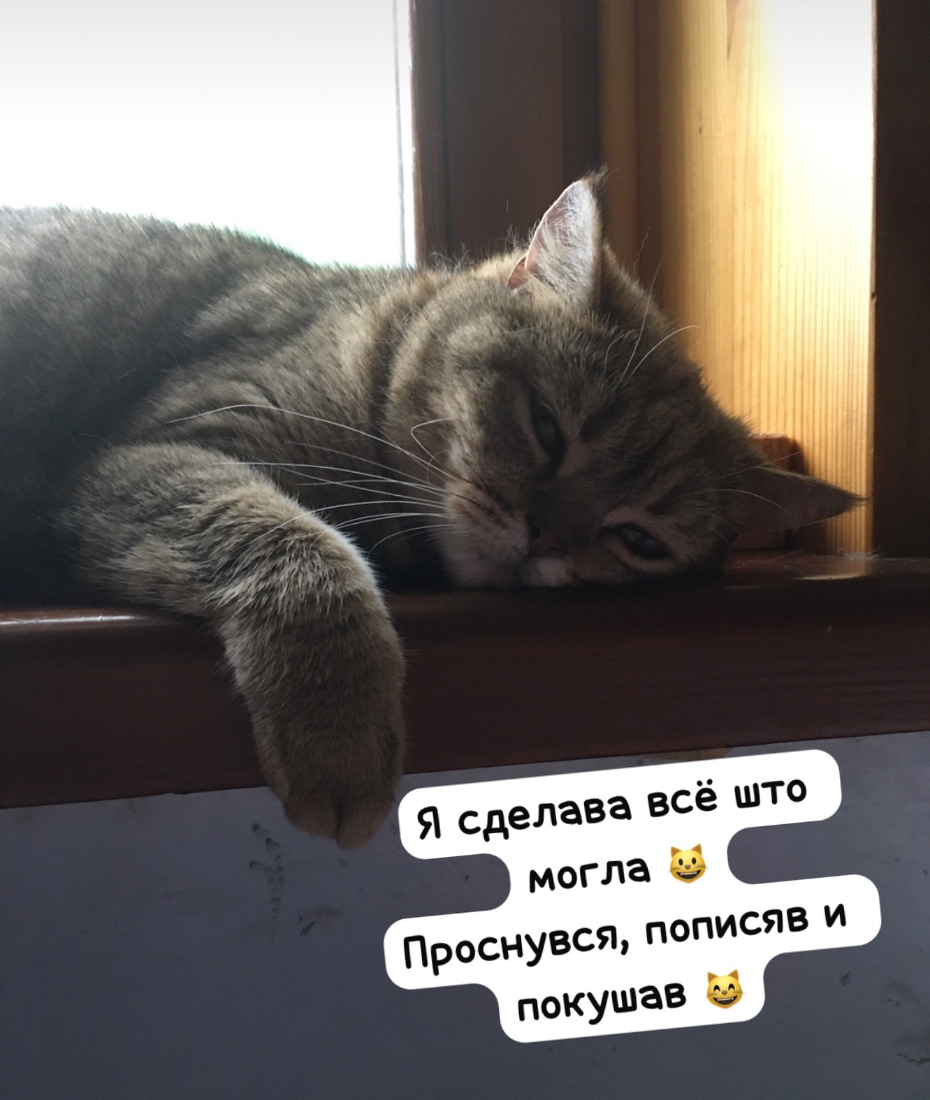 yakovaleksandrovich in LOOKY. #котики,#котикилучшелюдей,#кошка,#кошки,#кошкилучшелюдей,#кошкитакиекошки,#лора,#мыизкотограма. #котики #котикилучше...