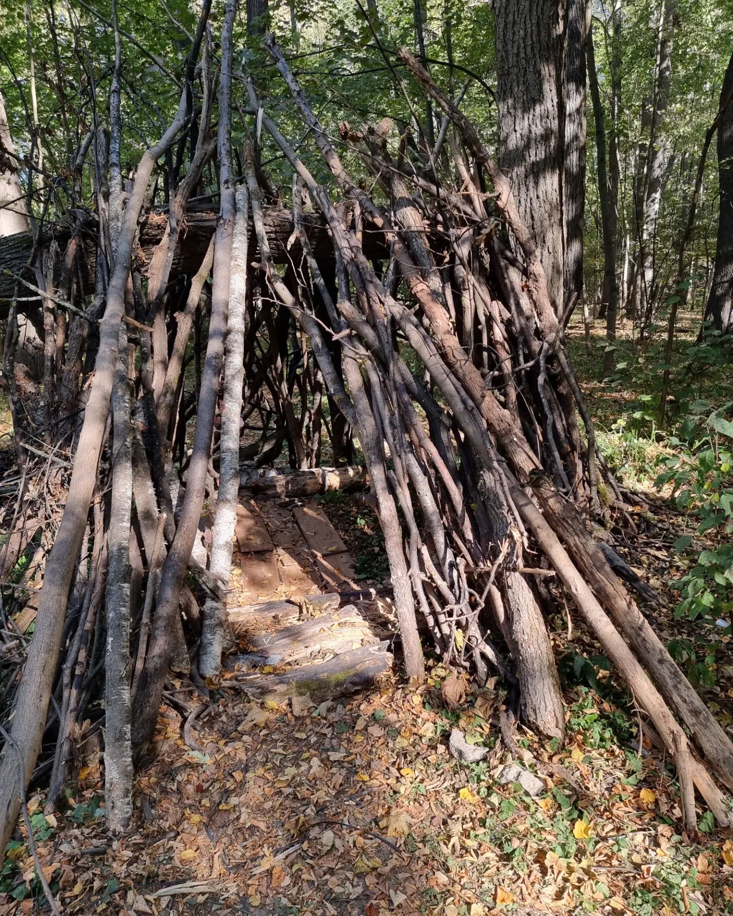 🏕☀️🍂🍁🌳🐍🐍🐍