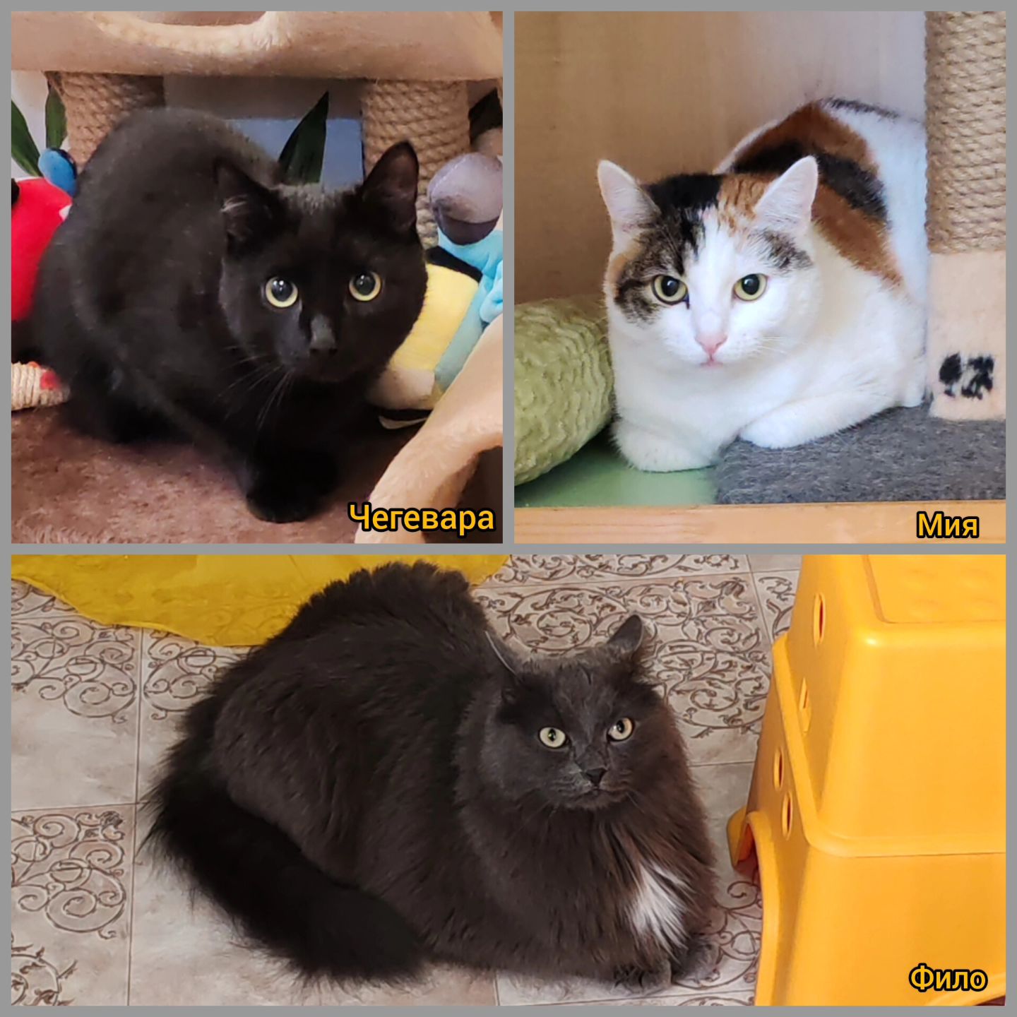 hotel_kotfelix в LOOKY — фото 4