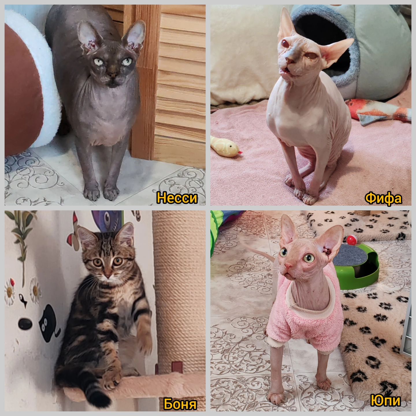 hotel_kotfelix в LOOKY — фото 2