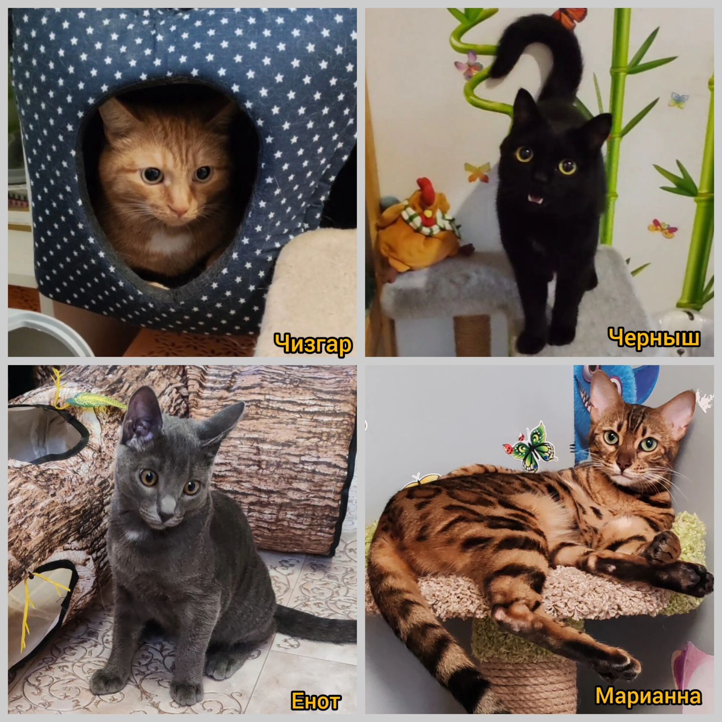 hotel_kotfelix в LOOKY — фото 3