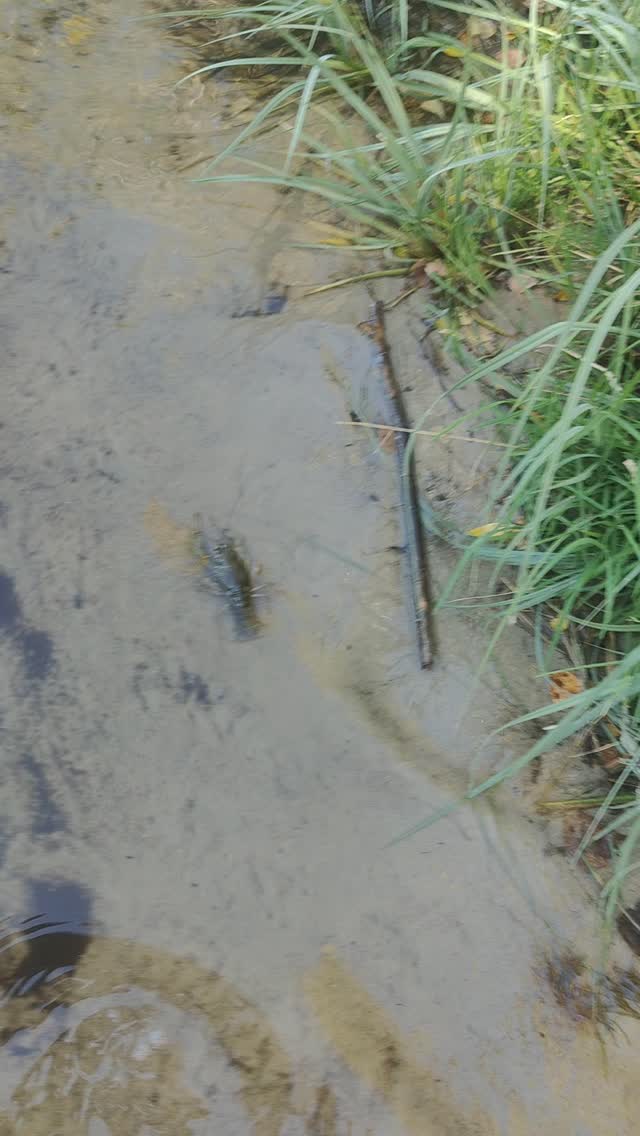 skachkovvova in LOOKY. . null