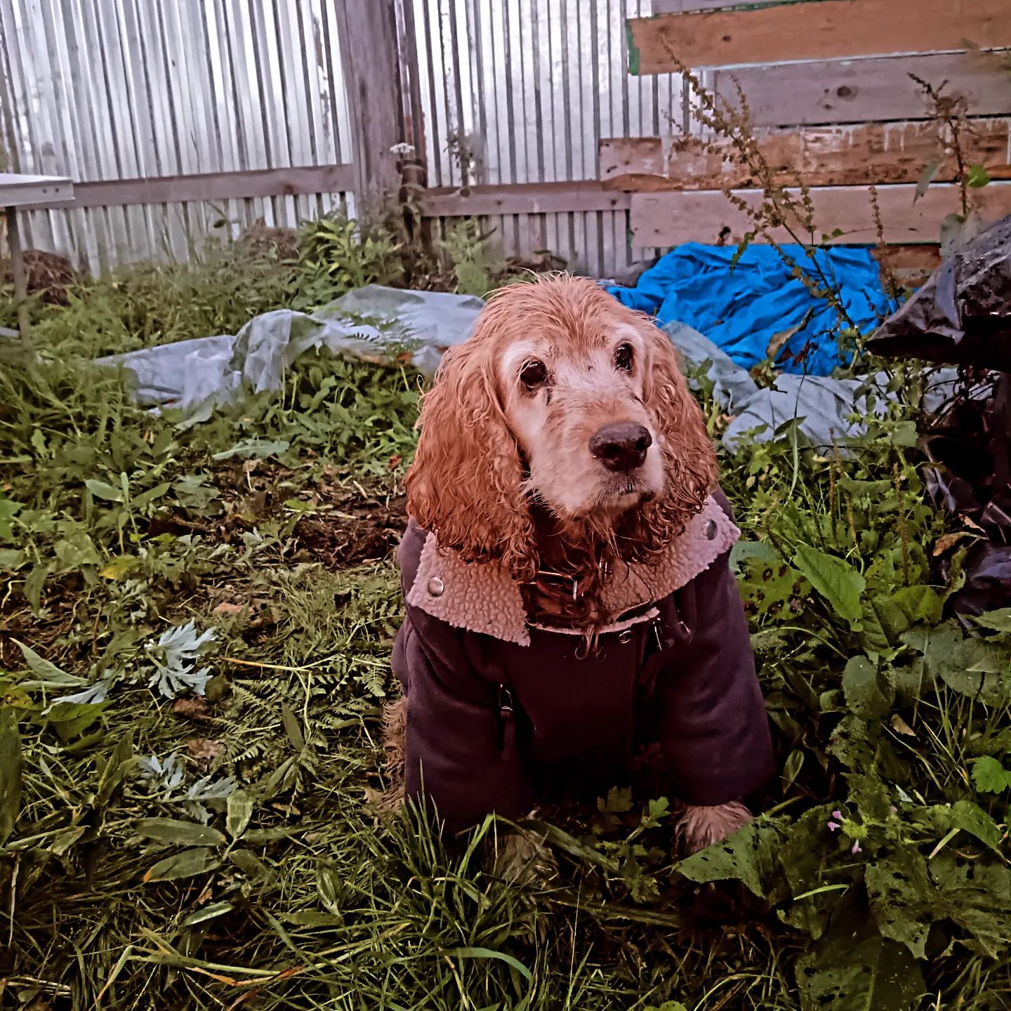 family_adventurers3 в LOOKY. . Когда твоя собака за...