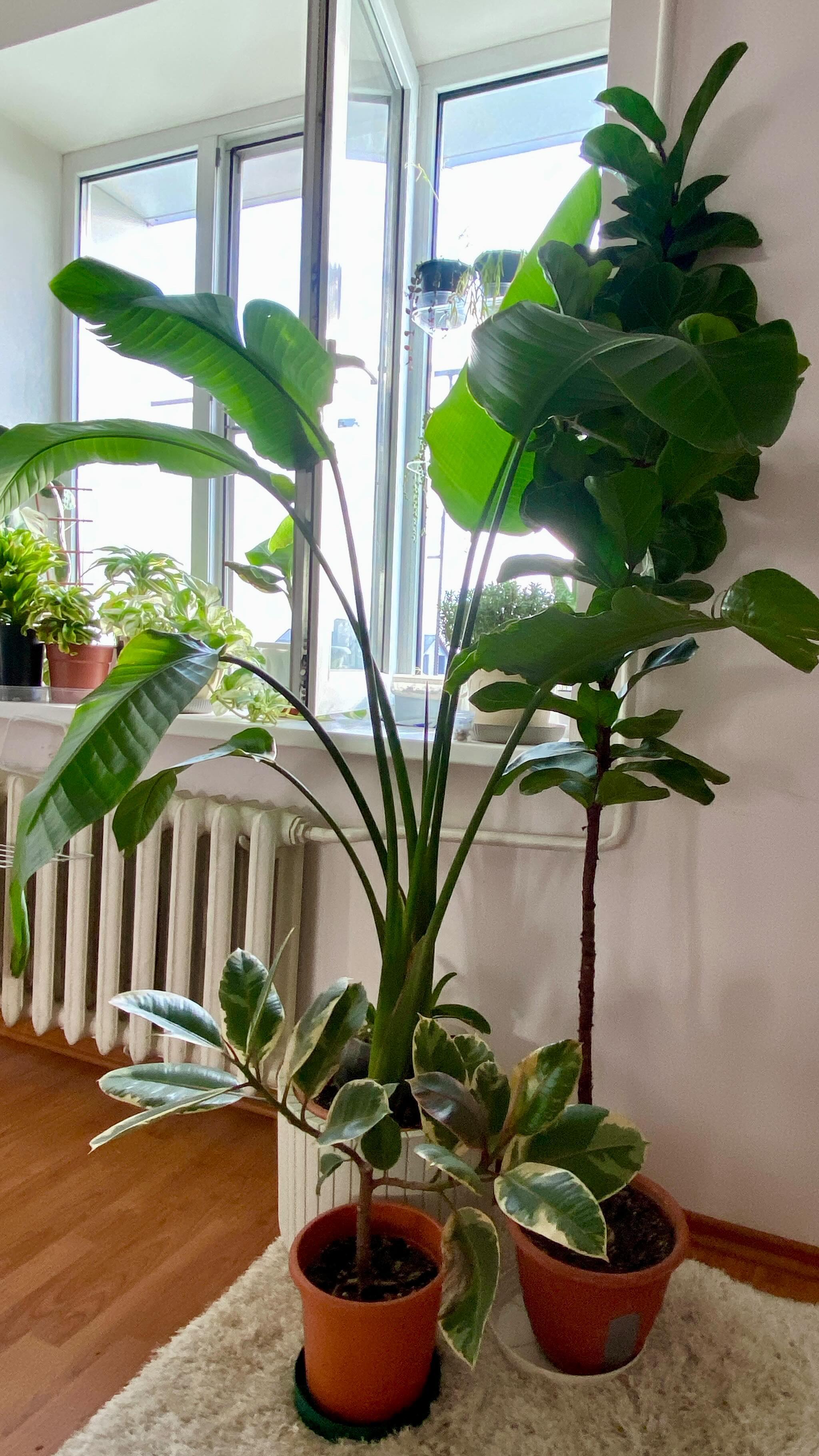 vetochkinsad в LOOKY. #комнатныецветы,#комнатныерастения,#фикус,#фикусэластика,#огороднаподоконнике,#огородкруглыйгод,#сад,#садогород,#дача,#огород,#огородники,#грядки,#дачнаяжизнь,#дачники,#дачныеидеи,#дачныесоветы,#свойдом,#своимируками,#идея,#лайфхак,#лайфхакидлядома,#растениявинтерьере,#растениядлядома,#любителицветов,#осень,#уходзарастениями,#уходзацветами,#редкиерастения,#flora,#plants. Как спровоцировать р...
