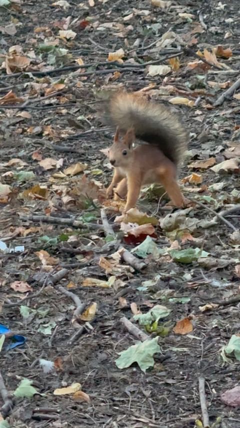  в LOOKY — Белочка приходила 🐿️