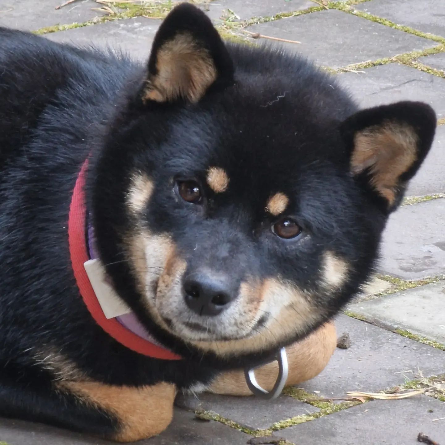 blackshiba.megumi в LOOKY. . Как у вас дела? Вним...