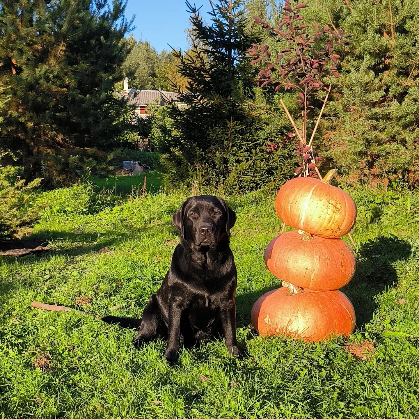 olga_phoebe в LOOKY. #тыквовик,#labradorsretrievers,#labradors_,#labrador,#labradormix,#labrador_class,#blacklabrador,#autumn,#september,#justlabradors,#justlab,#осень,#урожай,#тыква,#лабрадоры,#питомниклабрадоров. Зимой - снеговик, а ...