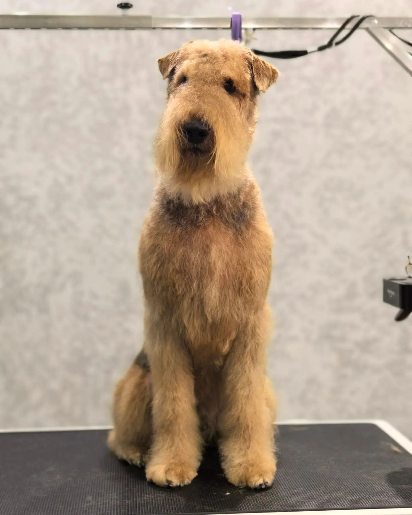 ourgroomingsalon в LOOKY. #тримминг,#эрдельтерьер,#эрдель,#груминг,#зоосалон,#грумингпитер,#чернаяречка,#белоостровская,#стрижкасобак,#petgrooming,#dog,#trimming. Комплекс с тримминго...