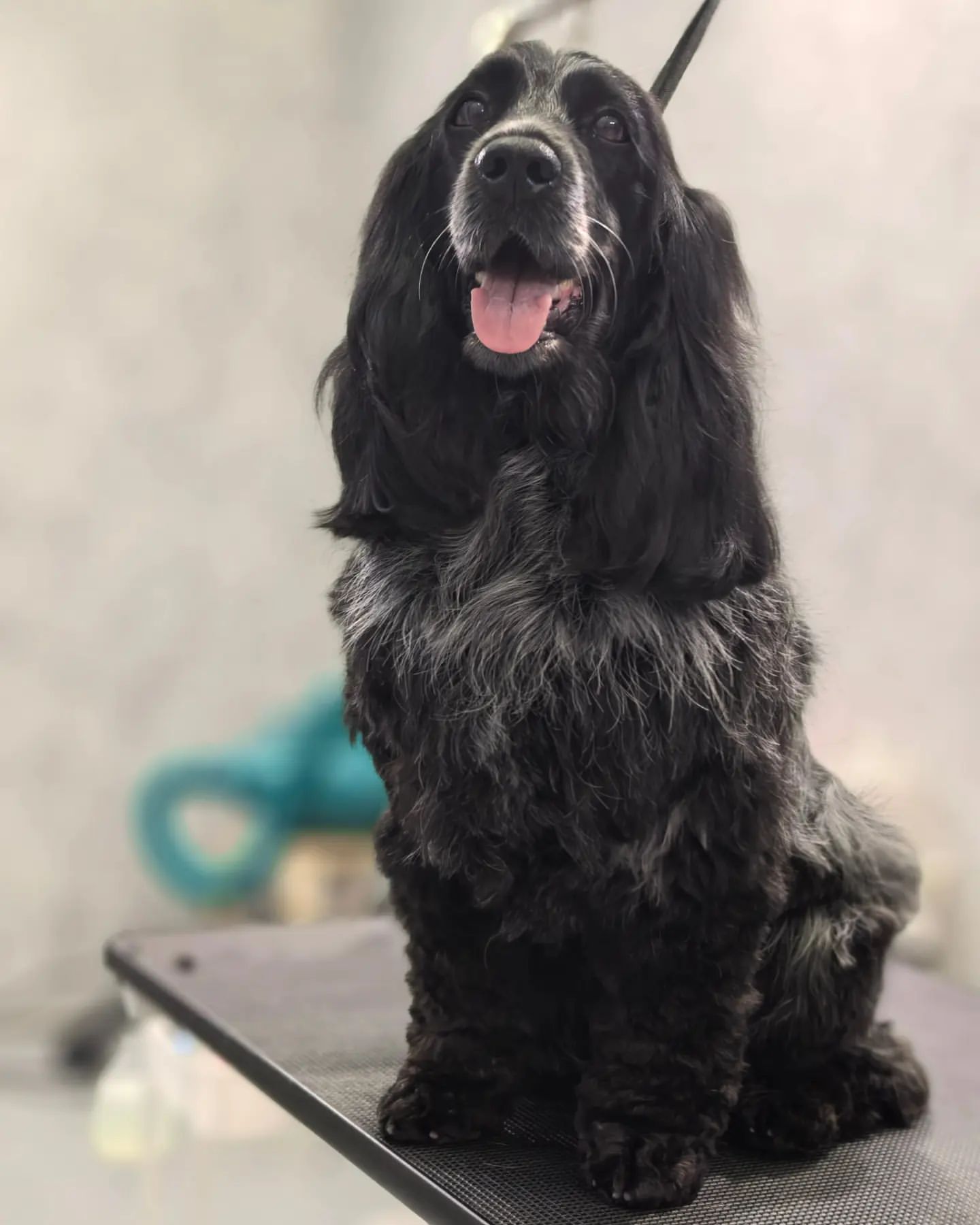 ourgroomingsalon в LOOKY. #груминг,#грумингсалон,#грумингпитер,#белоостровская,#чернаяречка,#стрижкасобак. Русский спаниель Ева...