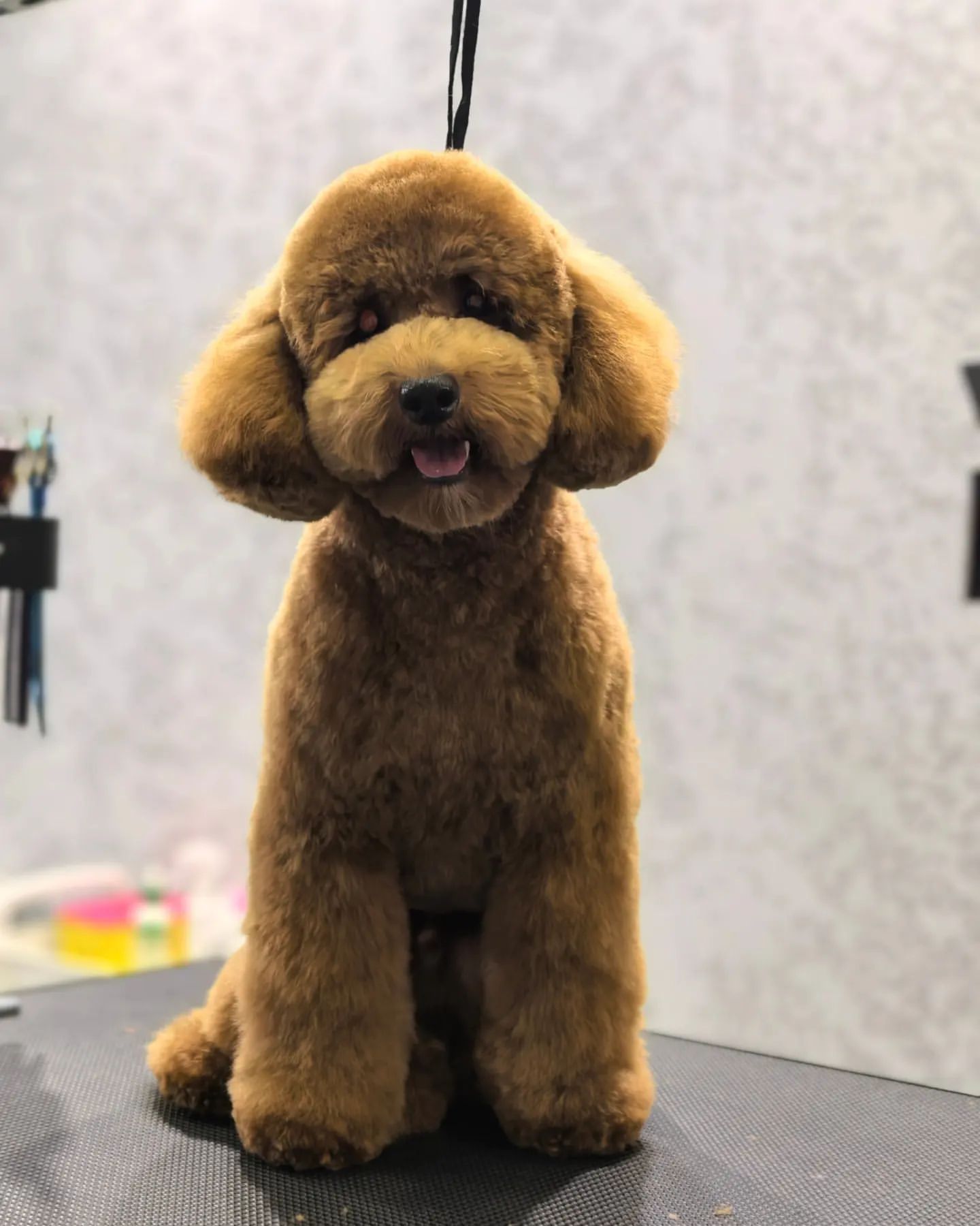ourgroomingsalon в LOOKY. #мальтипу,#стрижкамальтипу,#груминг,#зоосалон,#maltipoo,#petgrooming,#gromming,#littlebigpets. Комплекс со стрижкой...