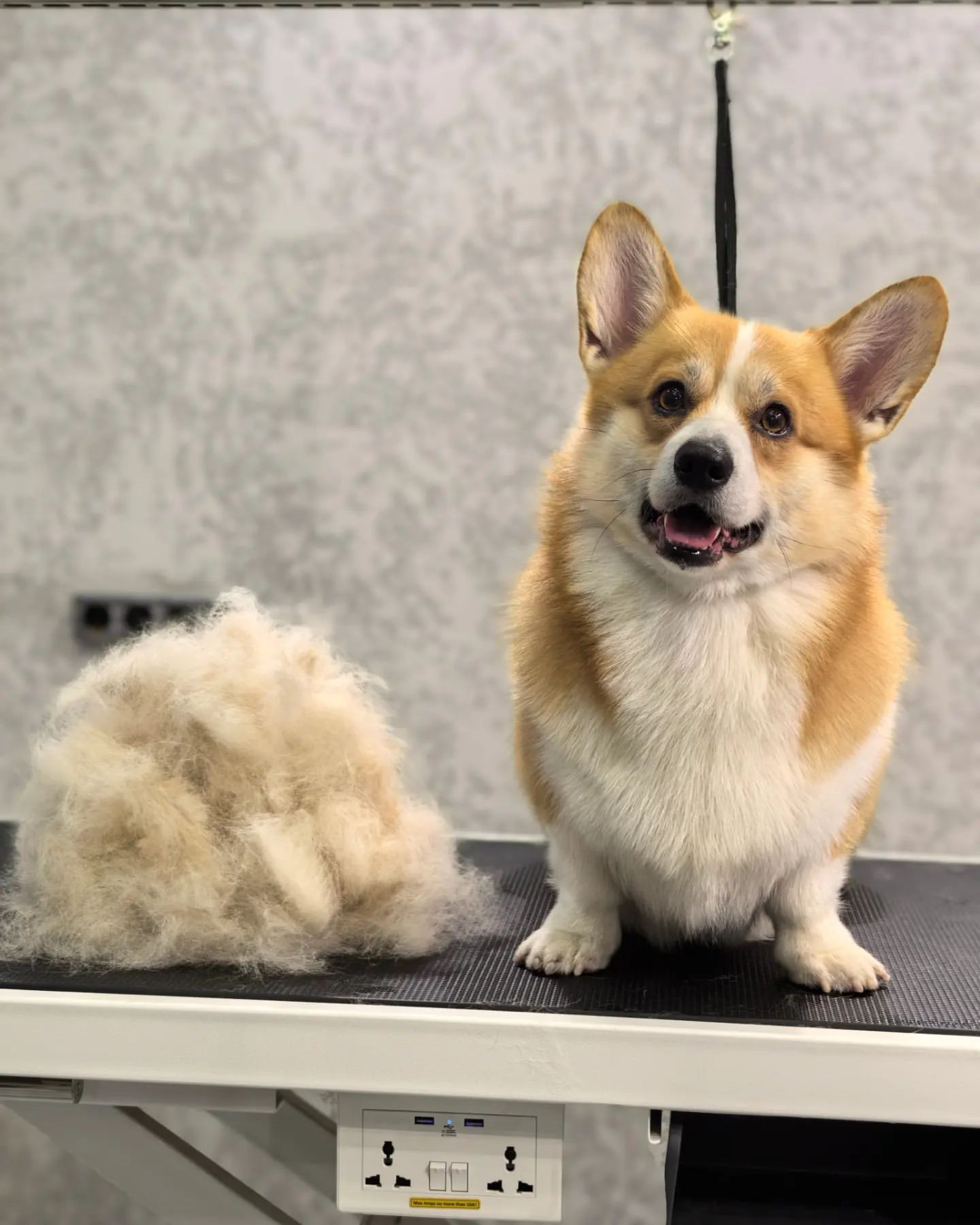 ourgroomingsalon в LOOKY. #гигиена,#груминг,#корги,#экспресслинька,#петгруминг,#зоосалон,#littlebigpets. Комплекс с экспресс ...