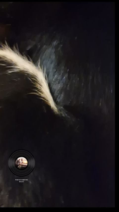 blackshiba.megumi в LOOKY. . Набегаешься вот так ...