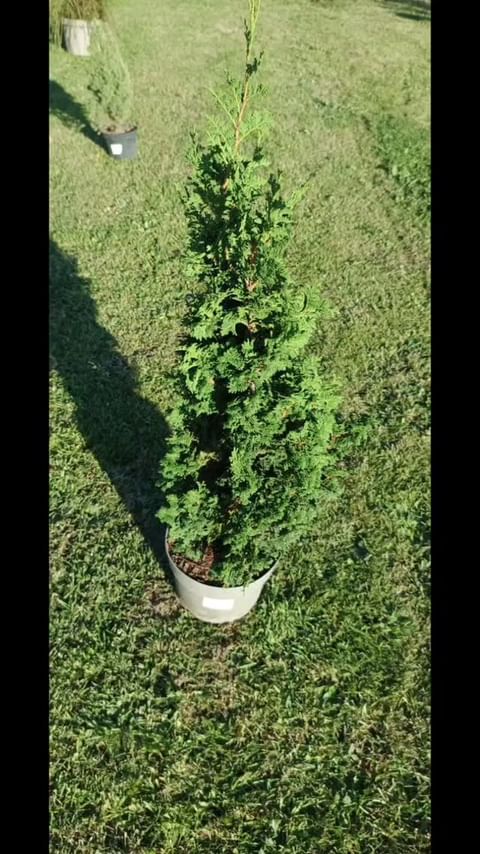 ancho_rancho в LOOKY. #ranchoposadki,#ranchosad,#anchorancho,#dacha,#sadogorod,#cvety,#rasteniya. Продолжаем сажать 🌱...