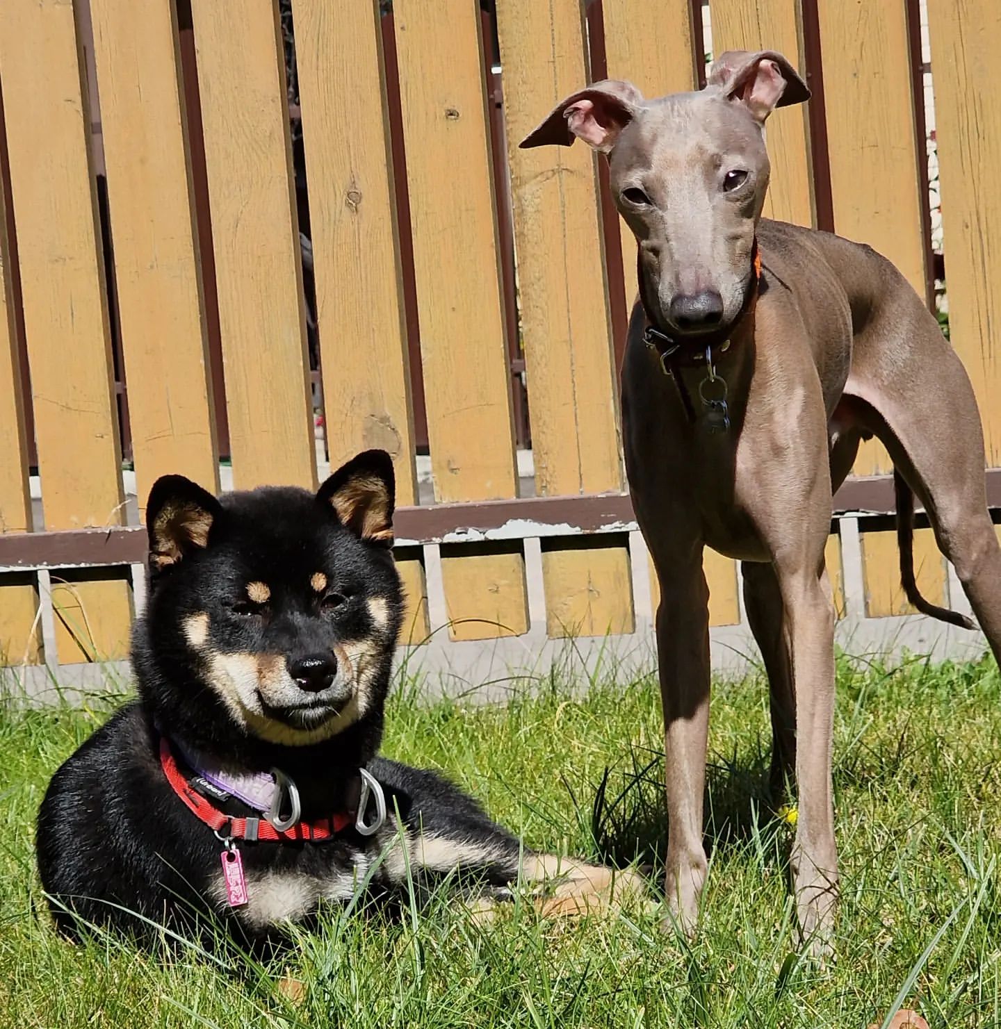 blackshiba.megumi в LOOKY. . Лучей тёплых Солнца ...