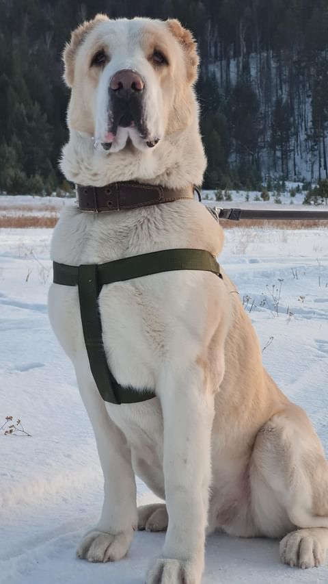 darinairkray in LOOKY. . Ни когда и ни за что...