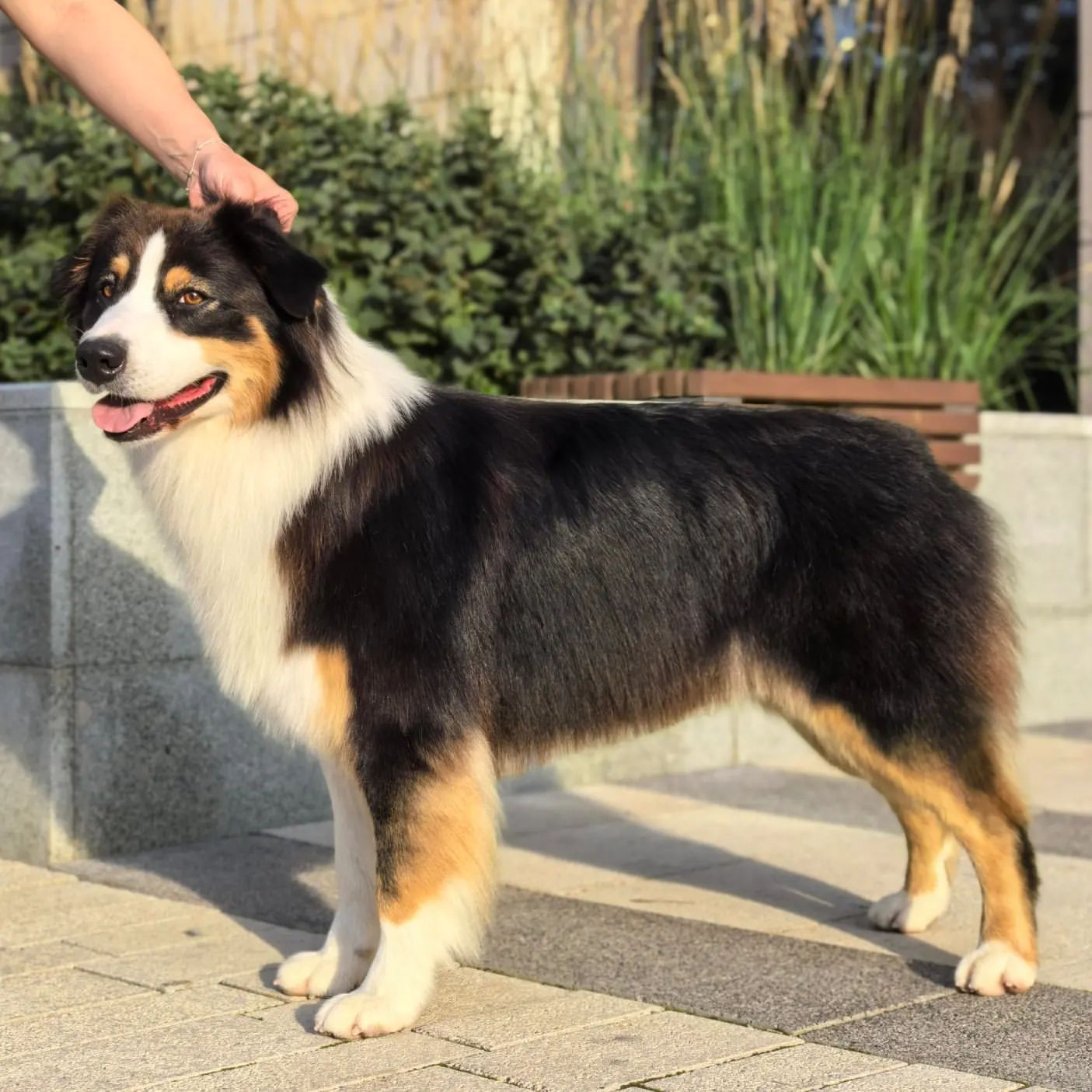 ourgroomingsalon в LOOKY. #аусси,#шоугруминг,#зоосалон,#littlebigpets,#белоостровская,#грумингсалон. Выставочный груминг ...