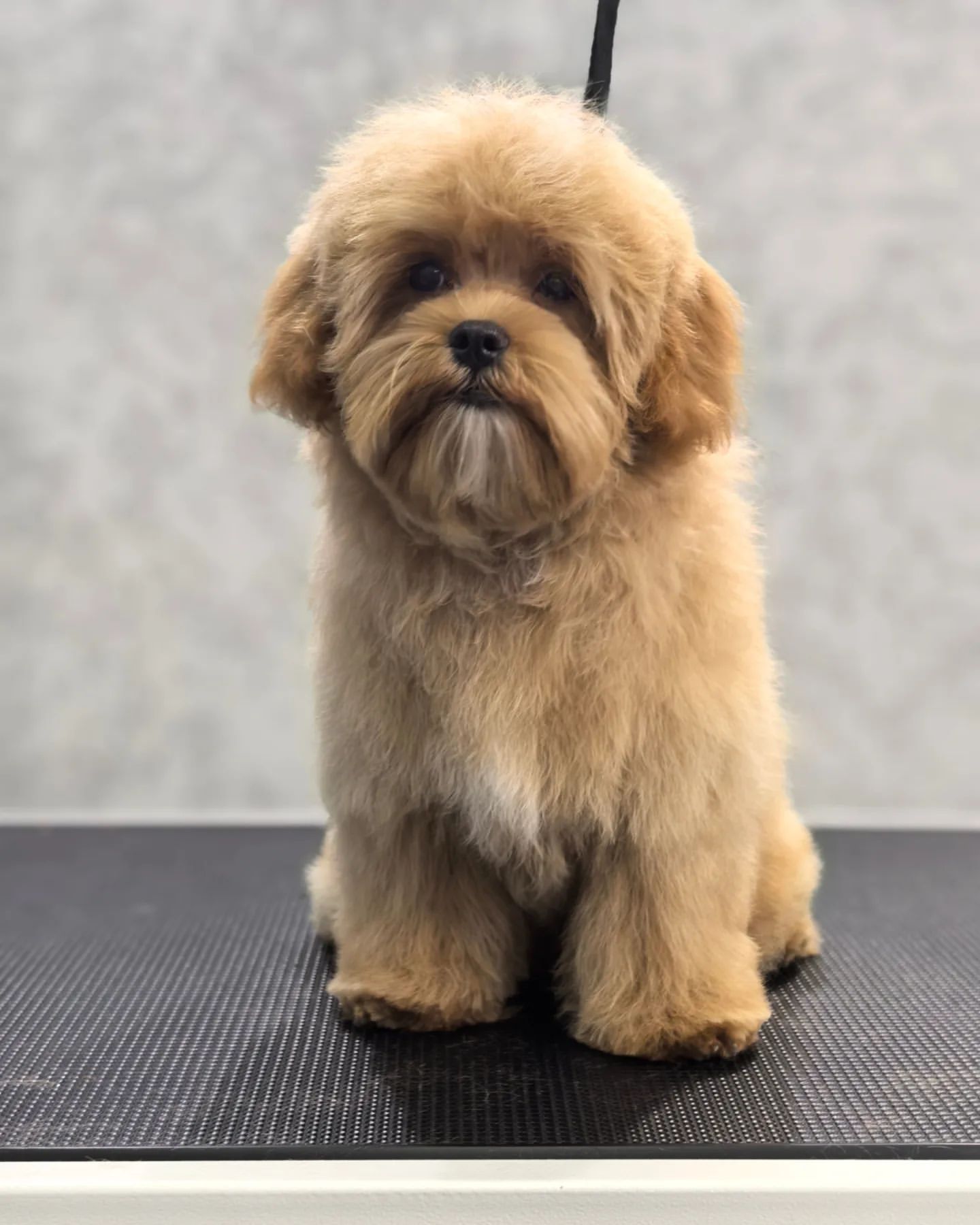ourgroomingsalon в LOOKY. #maltipoo,#petlovers,#petgrooming,#littlebigpets,#gromming,#мальтипу,#грумингпитер. Малыши Персей, 4.5 м...