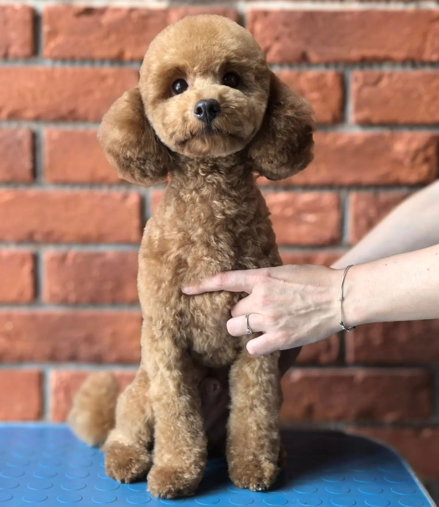 ourgroomingsalon в LOOKY. #карликовыйпудель,#пудель,#грумингпитер,#азия,#стрижкасобак,#петгруминг. Карликовый пудель Оз...