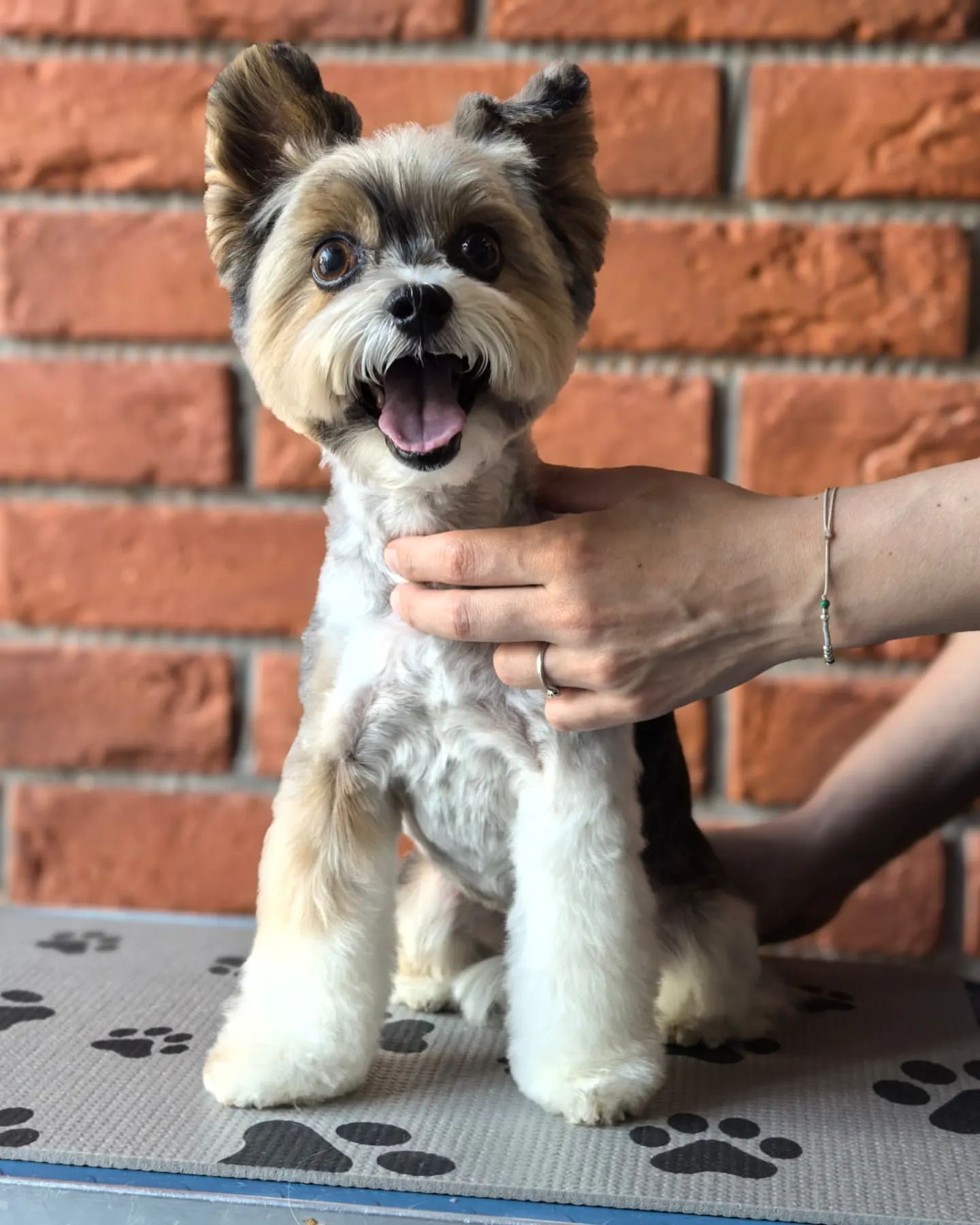 ourgroomingsalon в LOOKY. #биверйорк,#йорк,#стрижкайорка,#грумингпитер,#зоосалон,#littlebigpets. Бивер-йорк Фима, 9 л...