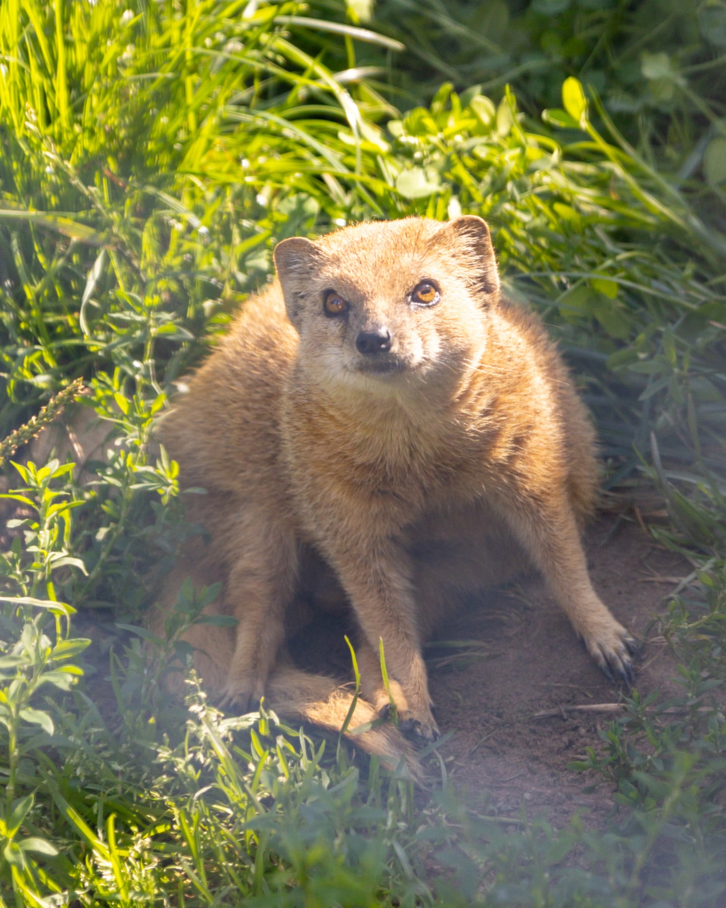 svarogovmsk в LOOKY. #СвароговПрирода,#Животные,#КудаПойти,#КалужскаяОбласть,#Афиша,#Animals,#Nature,#Природа. Места для посещения
...