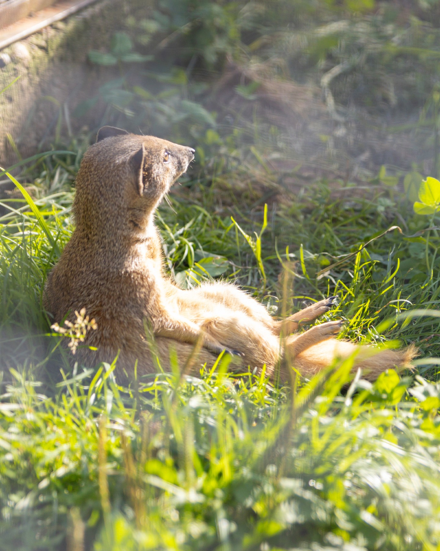 svarogovmsk в LOOKY. #СвароговПрирода,#Животные,#КудаПойти,#КалужскаяОбласть,#Афиша,#Animals,#Nature,#Природа. Парк птиц Воробьи - ...