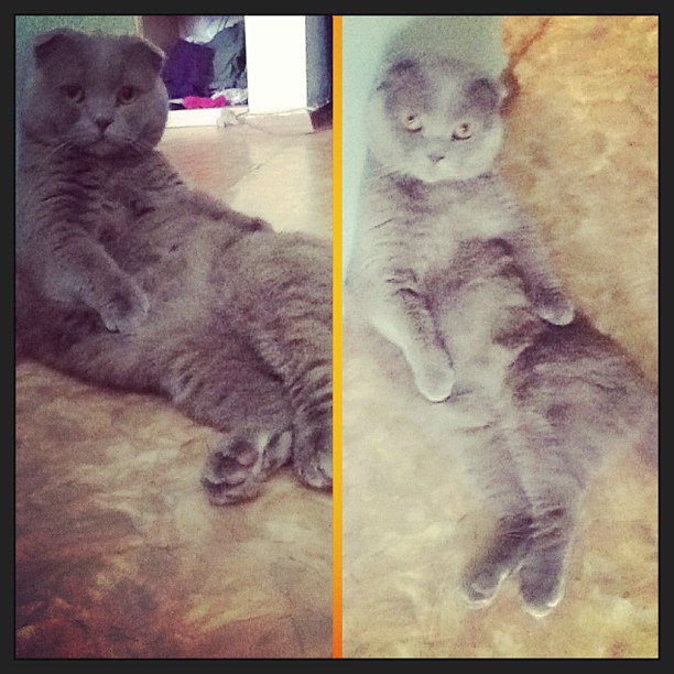 kirillcooper в LOOKY — Ну что, раб, я сыт... Где теолочка мне? #cat