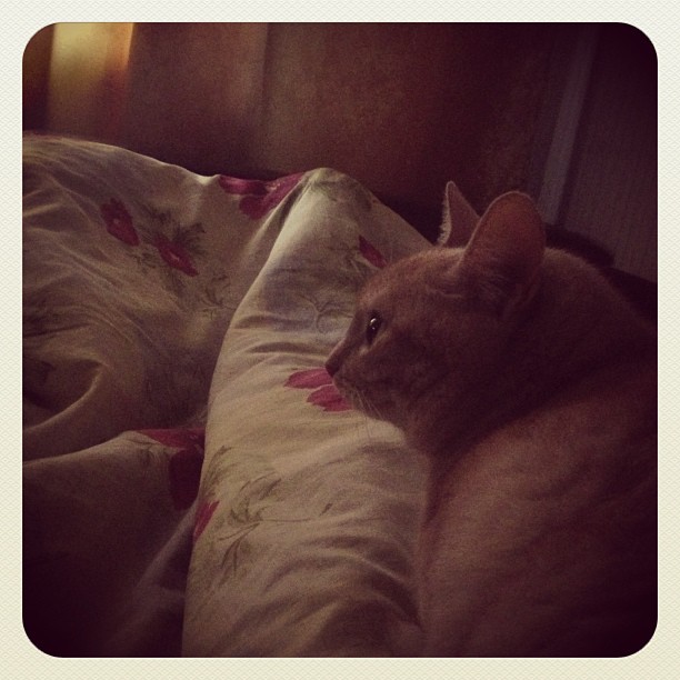 vans_kovrov в LOOKY — #утро #тиша #кот #morning 💤