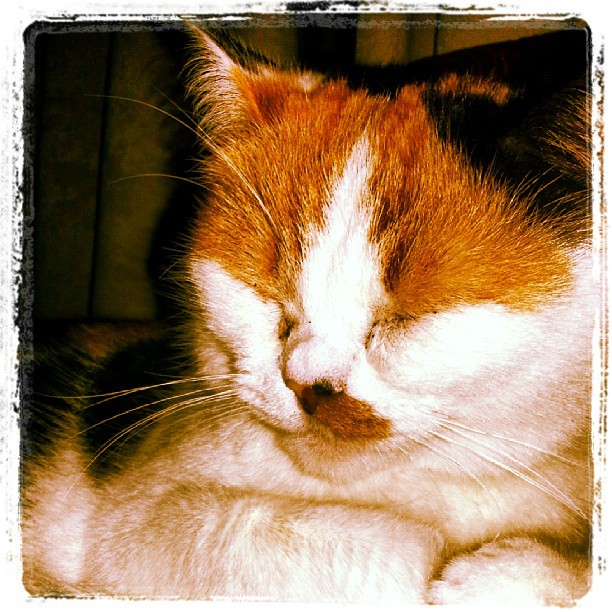 xameliowka в LOOKY — #кошка #красивая #пятна #рыжая #нос #отдыхает #усы #мимими #