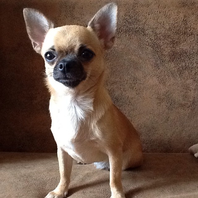 katya_._sergeeva в LOOKY — ⠀
#чихуахуа #chihuahua #яшма