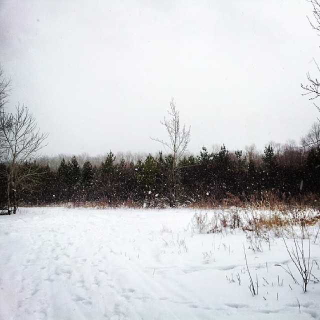 polina_mikhaylenko в LOOKY — #winter#snow#forest#nature#ural#зима#снегопад#природа#урал#ч