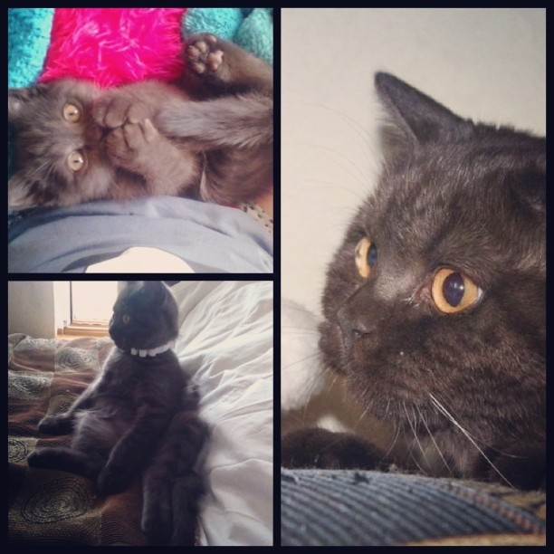 mv_plenkova в LOOKY — Растем не по дням,а по часам!)))#зверьё #Котейко