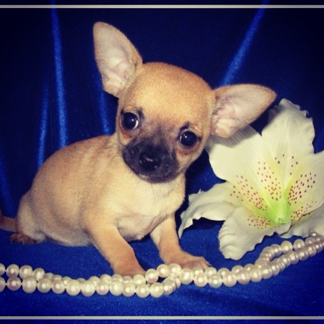 katya_._sergeeva в LOOKY — ⠀
#чихуахуа #chihuahua #яшма #3месяца