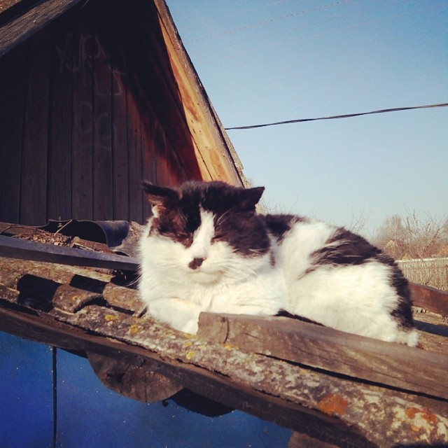ariantolog в LOOKY — Раб, не фотографируй, я  отдыхаю. #кошки #Россия #деревня #c