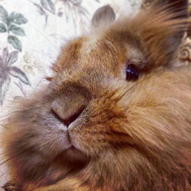 venian51 в LOOKY — Love him))) #кузяшка #кролик #rabbit #fur #animal #face #lov