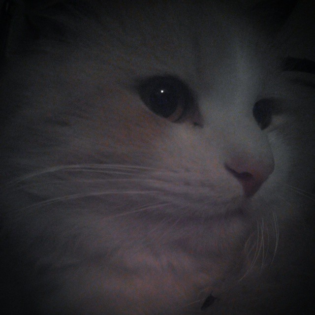 bezlikka в LOOKY — #кот #любимый