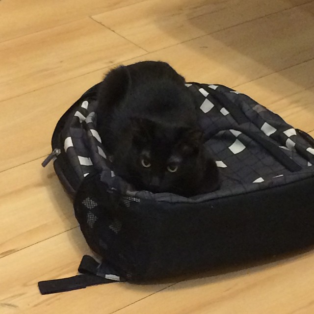 newrba в LOOKY — #котэ думает, что его не видно и не слышно 
#cat #гав