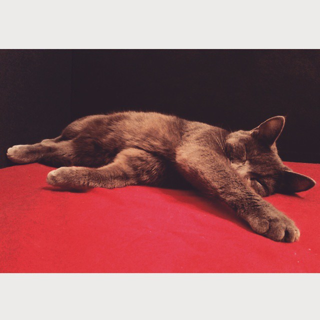 aagushkin в LOOKY — Моя прелесть
#киса #кошка #cat #home