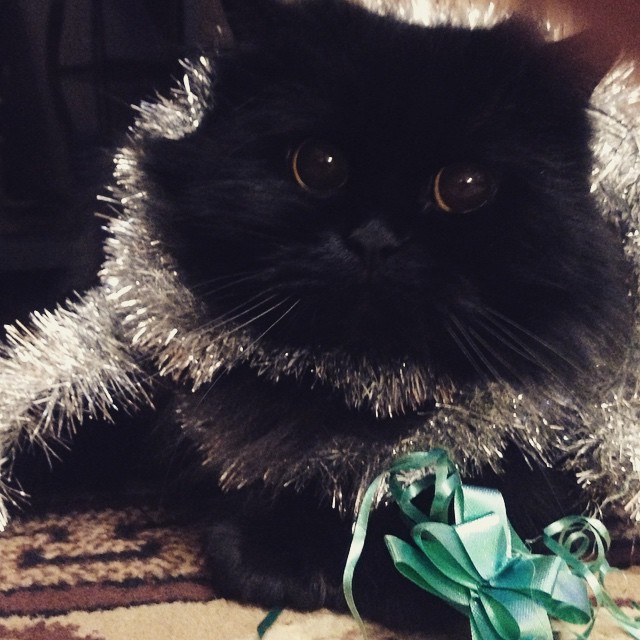 infiniti_prima в LOOKY — Наряжаем ёлочку с Прасковьей😎 #cats #newyear #ulsk #кошкапр