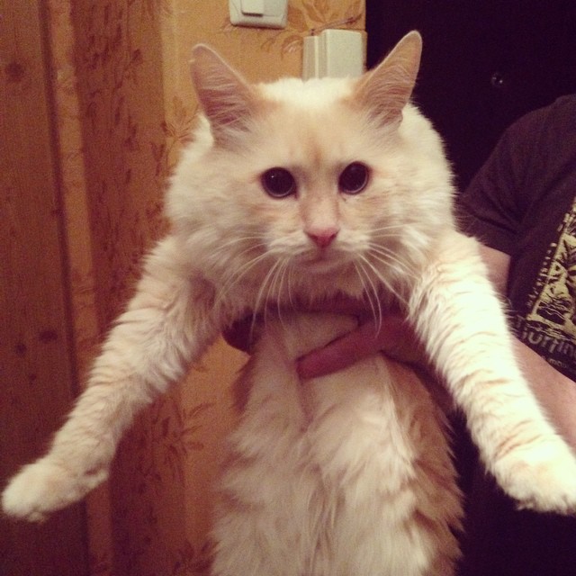 dzarubinad в LOOKY — #кот #мартин #воры #кража #ржака #cat #happy #martin  #сперл