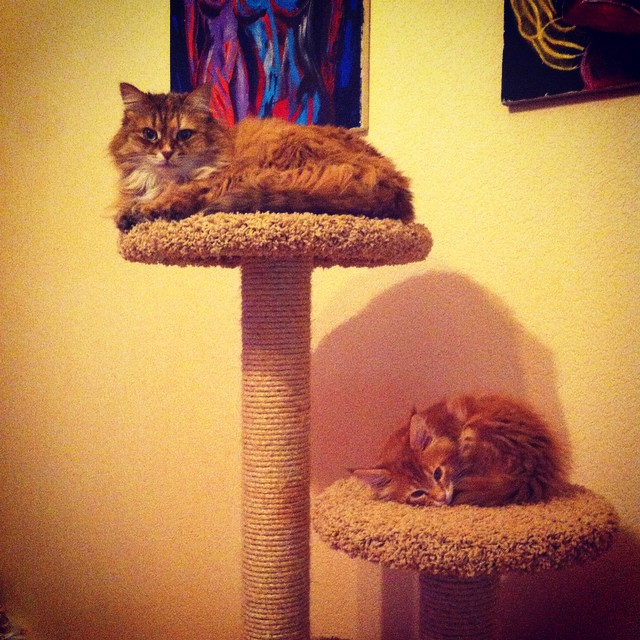 therealbatcat в LOOKY. #двакотаихомяк. Иерархия котов #двак...