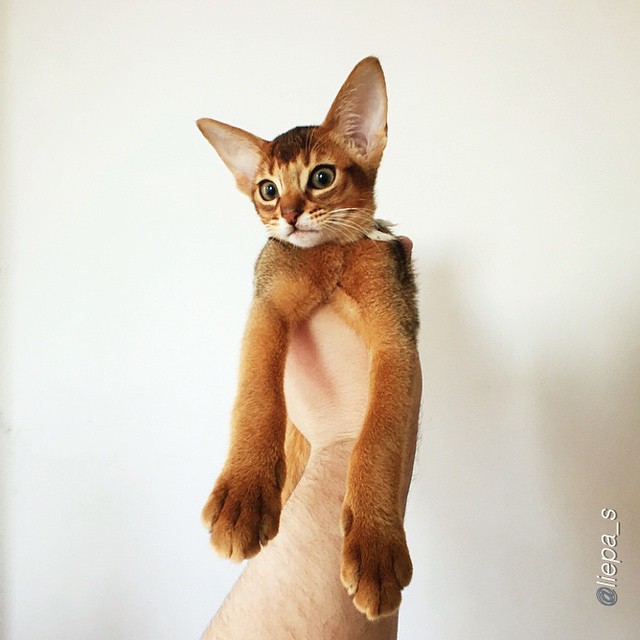 etanol_krasoty в LOOKY — Доброе утро! 🐾💛