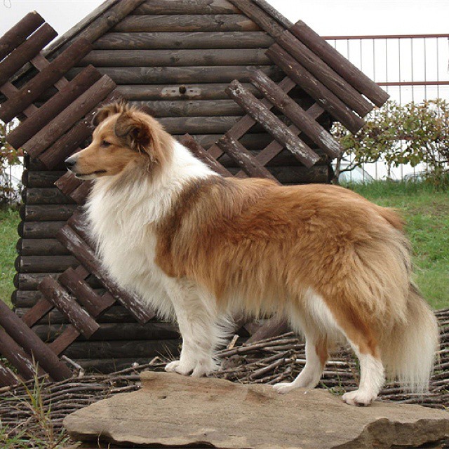 zoobethowen в LOOKY — Шелти