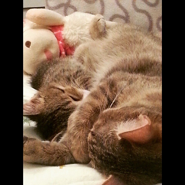 tashedfly3 в LOOKY — #спокойнойночи #китти #бубенчик  #котейка 😽