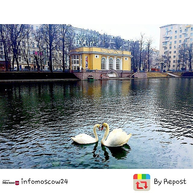 annstuk в LOOKY — После зимы на Патриаршие пруды вернулись лебеди. Подписывайт
