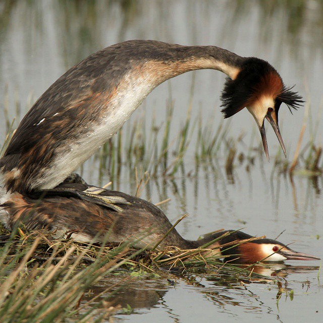 burgazly.jewelry в LOOKY — Great Crested Grebes
By Monica & Tony
#notm.ru #photowall #n