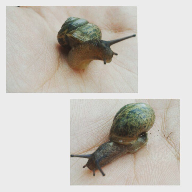 jylia11_22 в LOOKY — #InstaSize #утро #улиточка Милейшая улиточка :-)